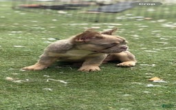 French Bulldog dogs for sale: Luna - Image 4