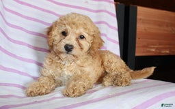 Cockapoo dogs for sale: Sunflower - Image 4