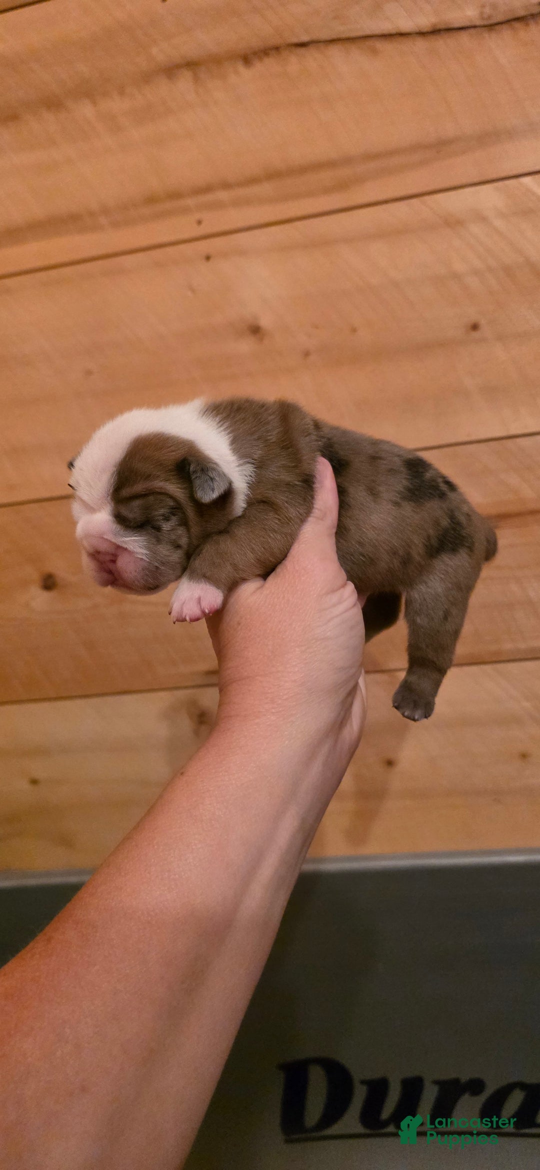 Olde English Bulldogge dogs for sale: Jimi - Image 1