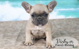 French Bulldog dogs for sale: Vicky - Image 4