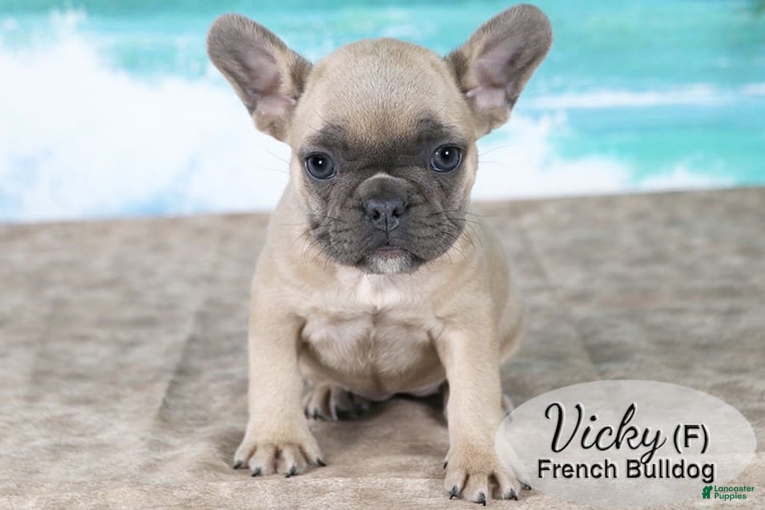 French Bulldog dogs for sale: Vicky - Image 4
