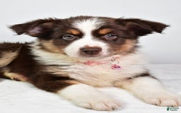Australian Shepherd dogs for sale: Sally - Image 3