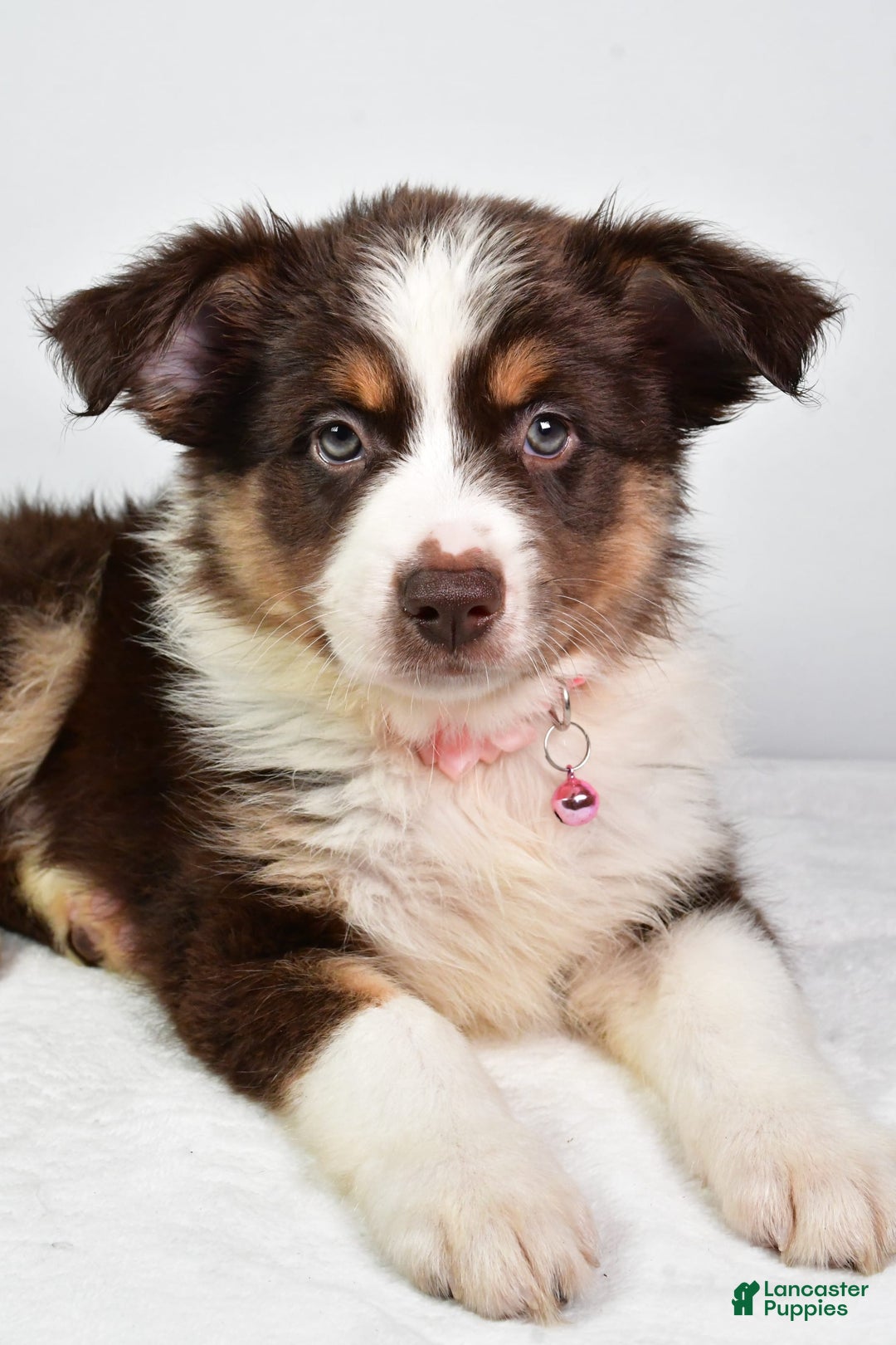 Australian Shepherd dogs for sale: Sally - Image 3