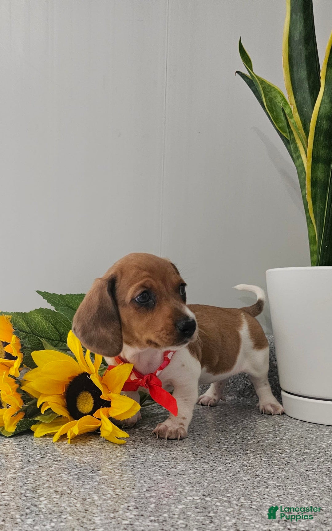 Dachshund dogs for sale: Millie Mae - Image 4