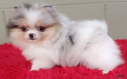 Pomeranian dogs for sale: Sparkle - Image 6