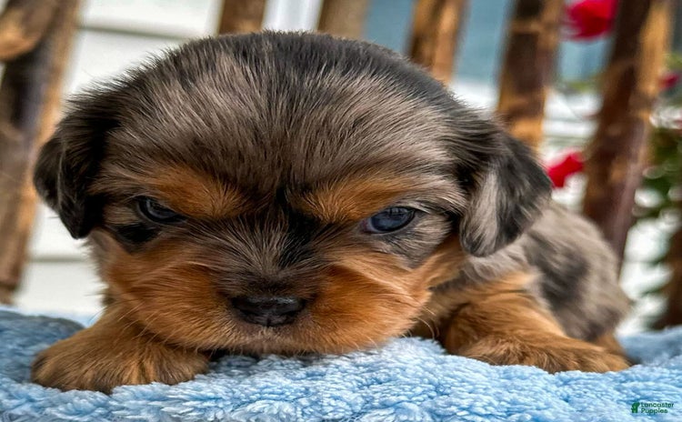 Cavalier King Charles Spaniel dogs for sale - Ad 2
