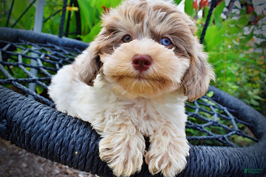 Havapoo dogs for sale: Daisy - Image 1
