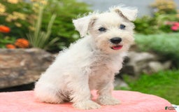 Miniature Schnauzer dogs for sale: Lake - Image 5