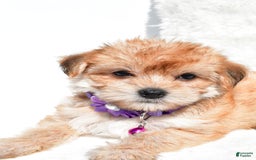 Morkie dogs for sale: Jane Teacup - Image 2