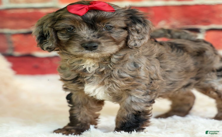 Cavapoo dogs for sale - Ad 5