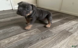 American Bully dogs for sale: Zoe - Image 3