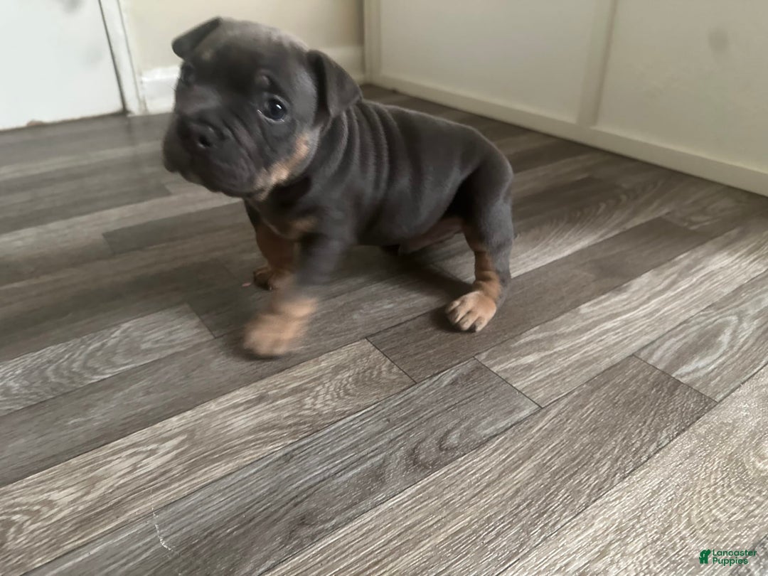 American Bully dogs for sale: Zoe - Image 3
