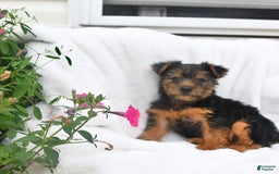 Yorkshire Terrier dogs for sale: Daisy - Image 5