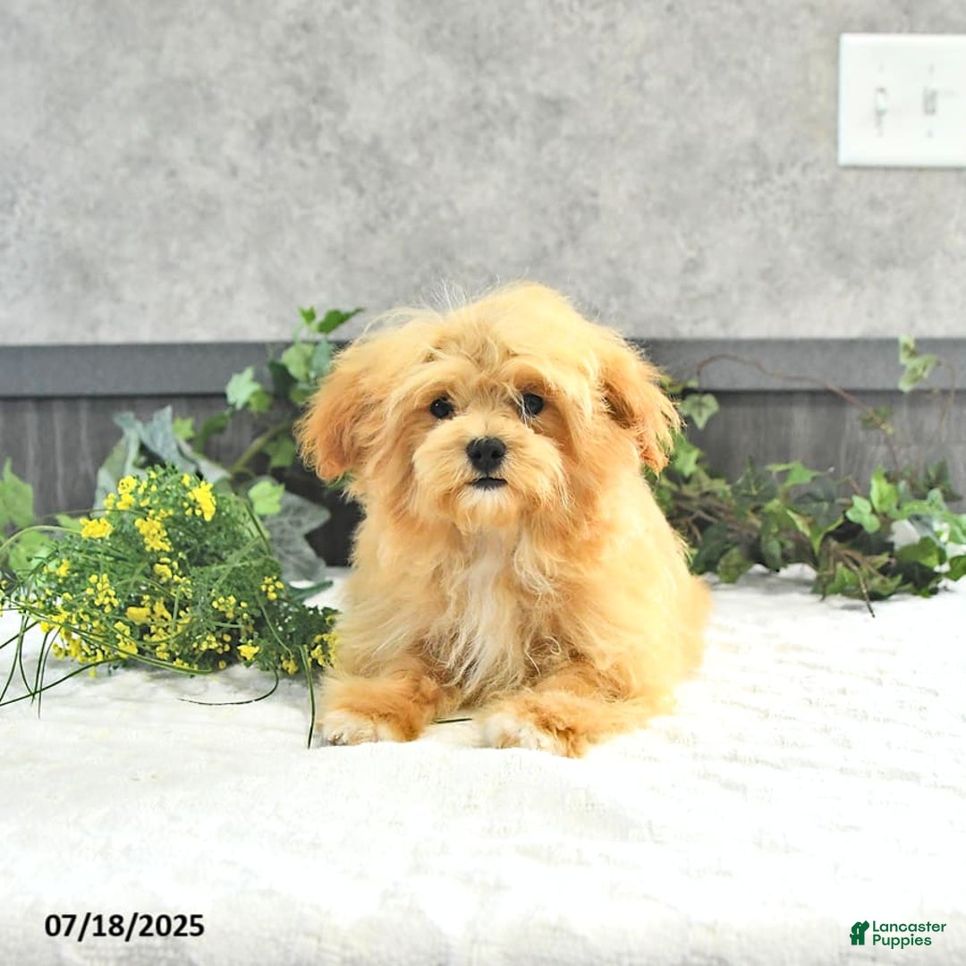 Maltipoo dogs for sale: Bella Extra Small - Image 20