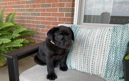 Labrador Retriever dogs for sale: Bella - Image 5