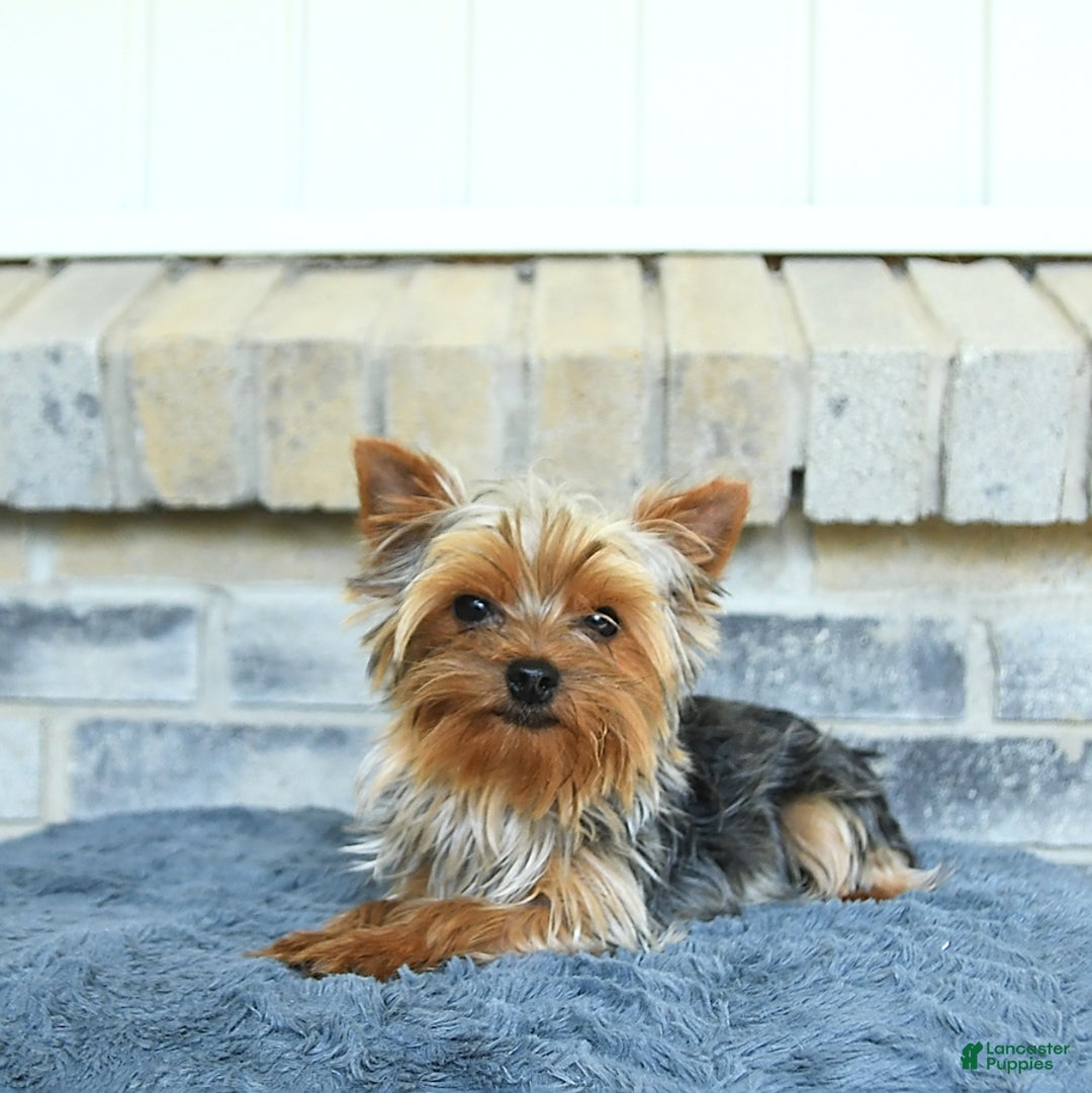 Yorkshire Terrier dogs for sale: Quinn - Image 7
