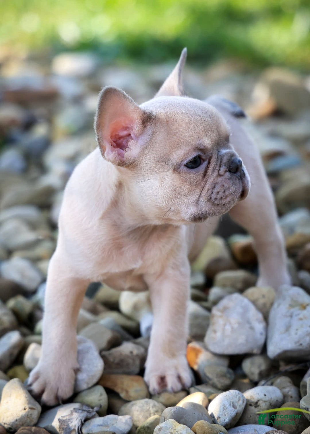 French Bulldog dogs for sale: Rosco - Image 2