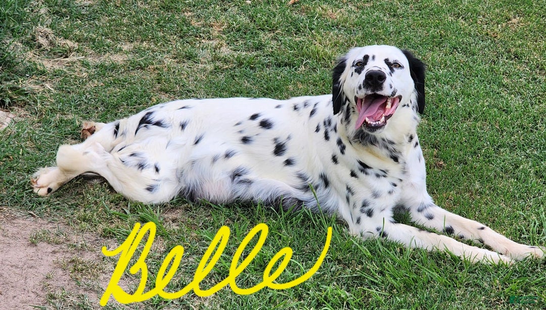 Dalmatian dogs for sale: Belles Black Lua Boy - Image 12