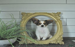 Papillon dogs for sale: Blake - Image 11