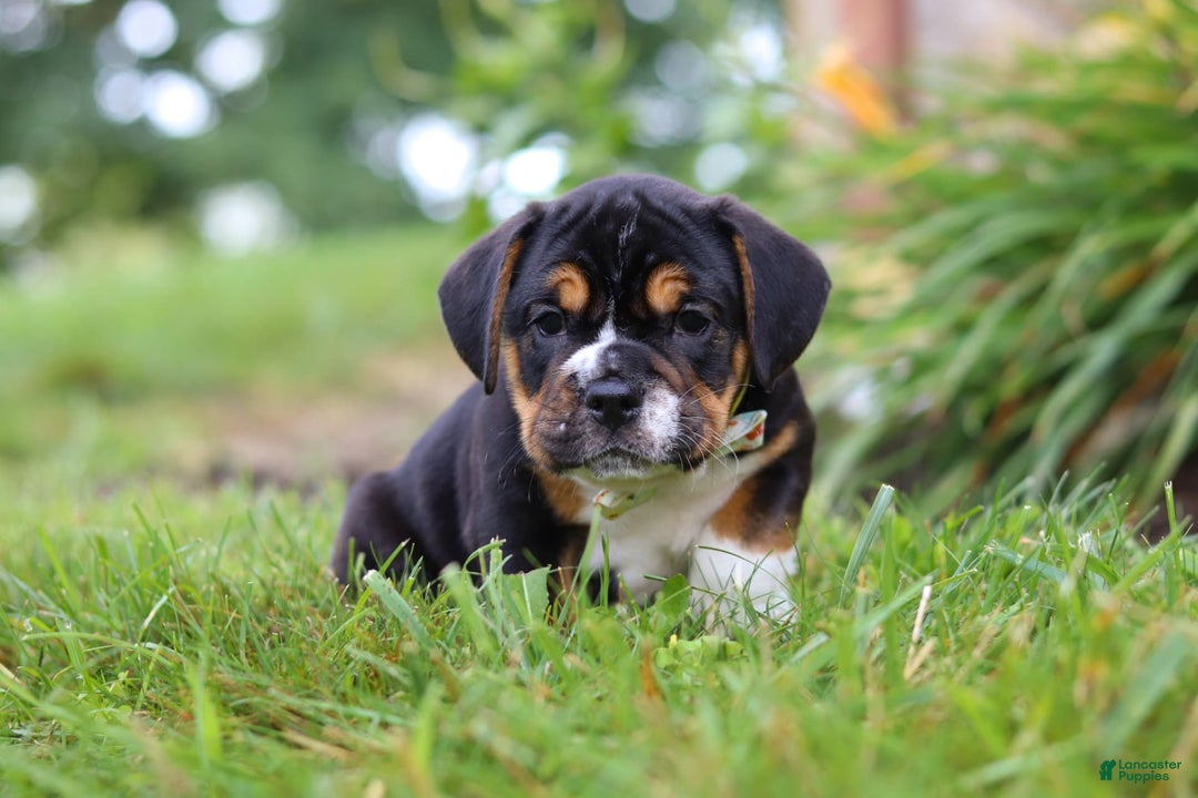 Beabull dogs for sale: Champ - Image 5