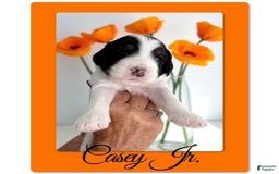 Bernedoodle dogs for sale: Casey Jr. - Image 2