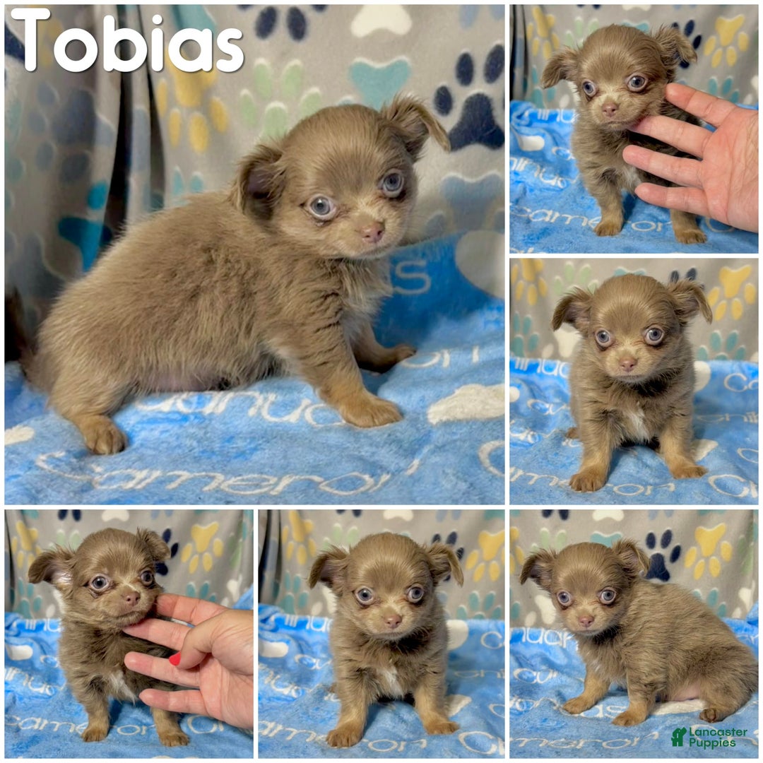 Chihuahua dogs for sale: Tobias Lavender Long Coat - Image 28