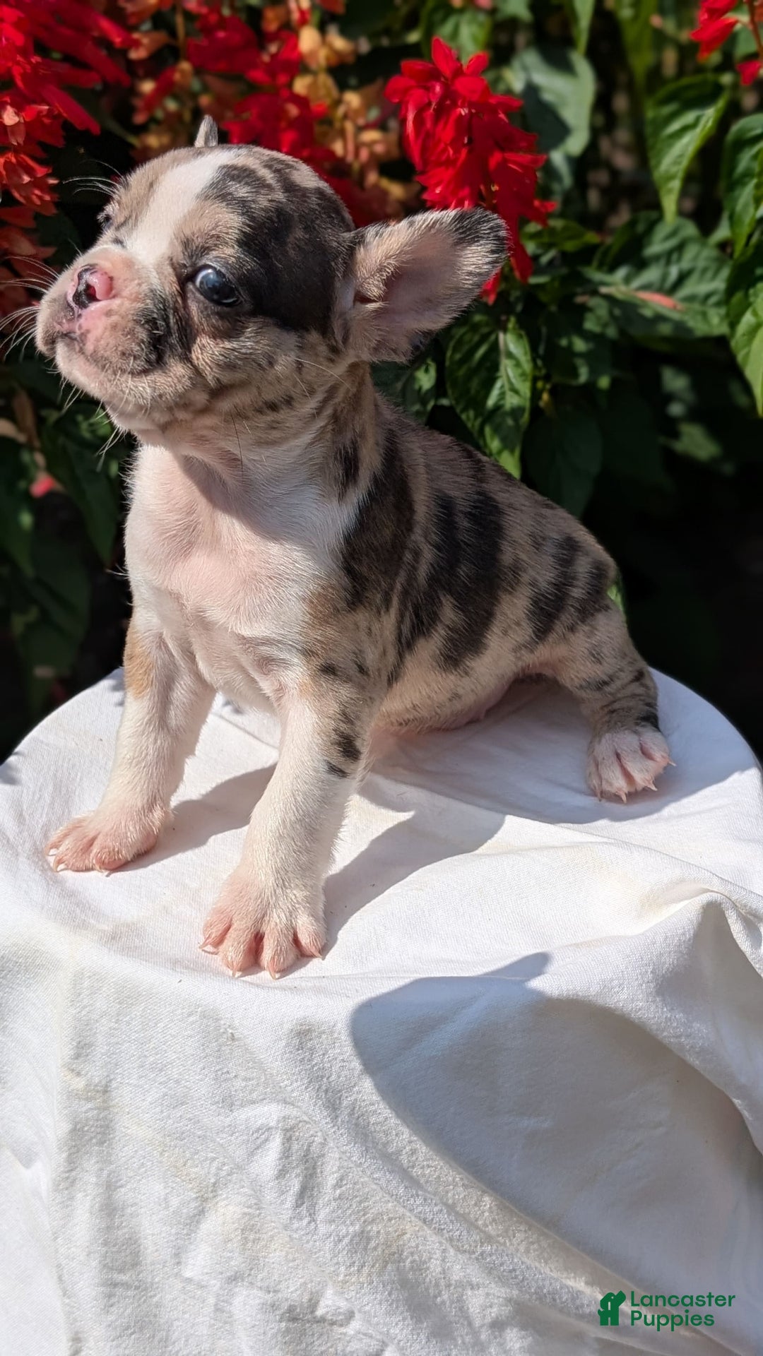 Frenchton dogs for sale: Namor - Image 6
