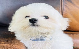 Maltese dogs for sale: Beau - Image 10
