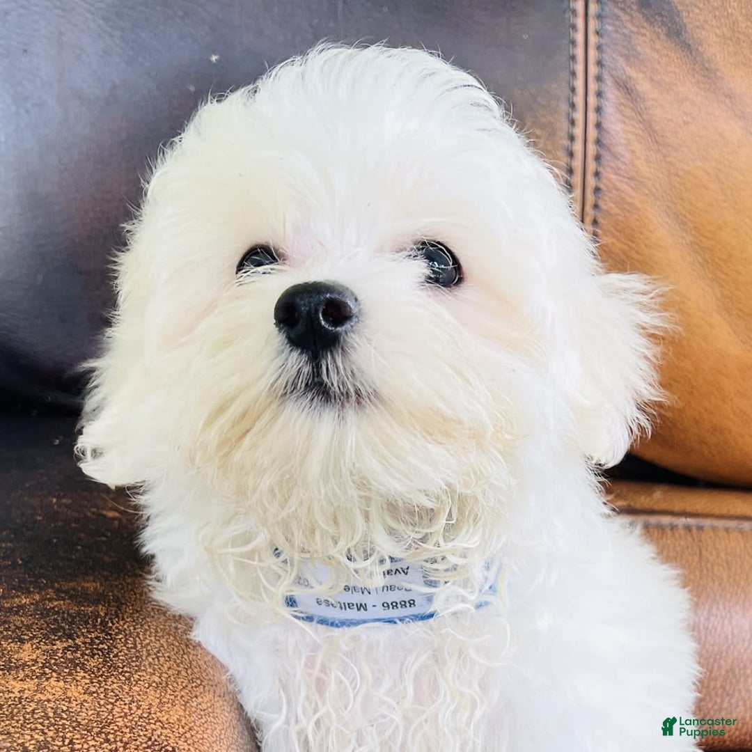 Maltese dogs for sale: Beau - Image 10
