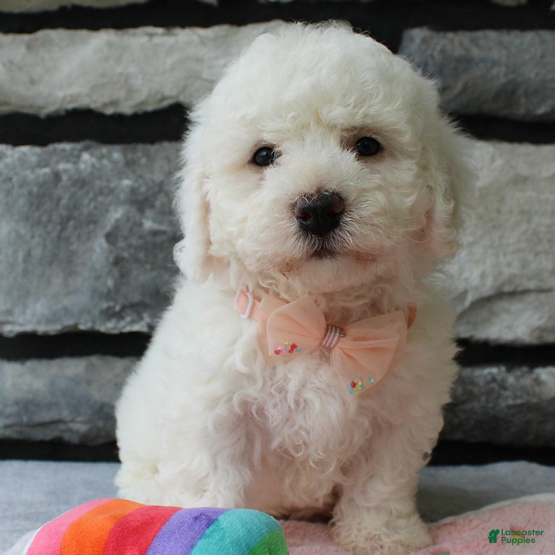 Bichon Frise dogs for sale: Bella - Image 5
