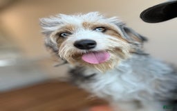 Aussiedoodle dogs for sale: Biscuit - Image 4