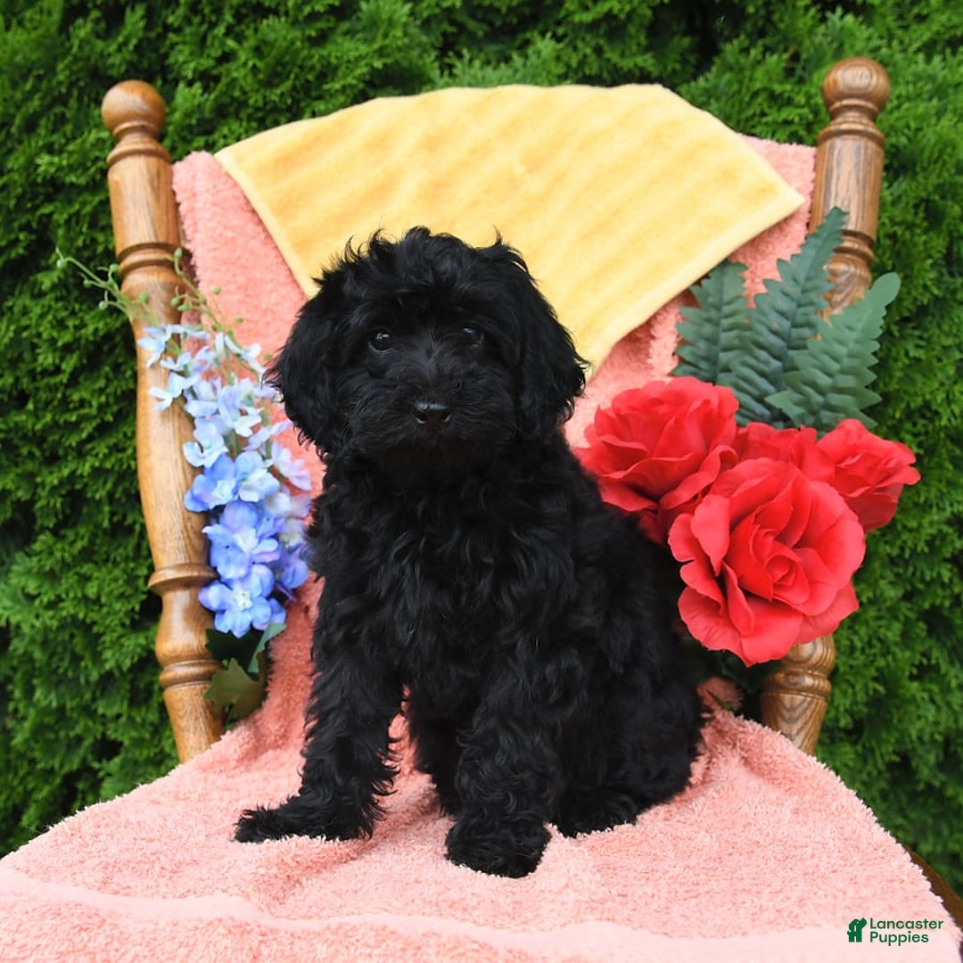 Miniature Poodle dogs for sale: Opal - Image 21