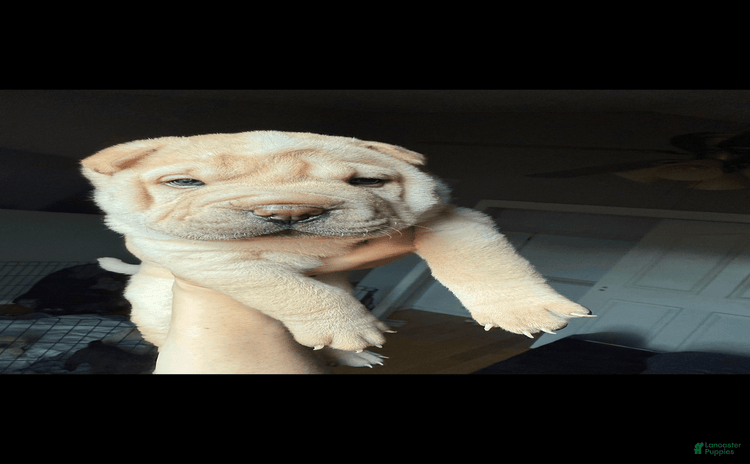 Shar Pei dogs - Advert 2