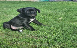 Cane Corso dogs for sale: Socks - Image 4