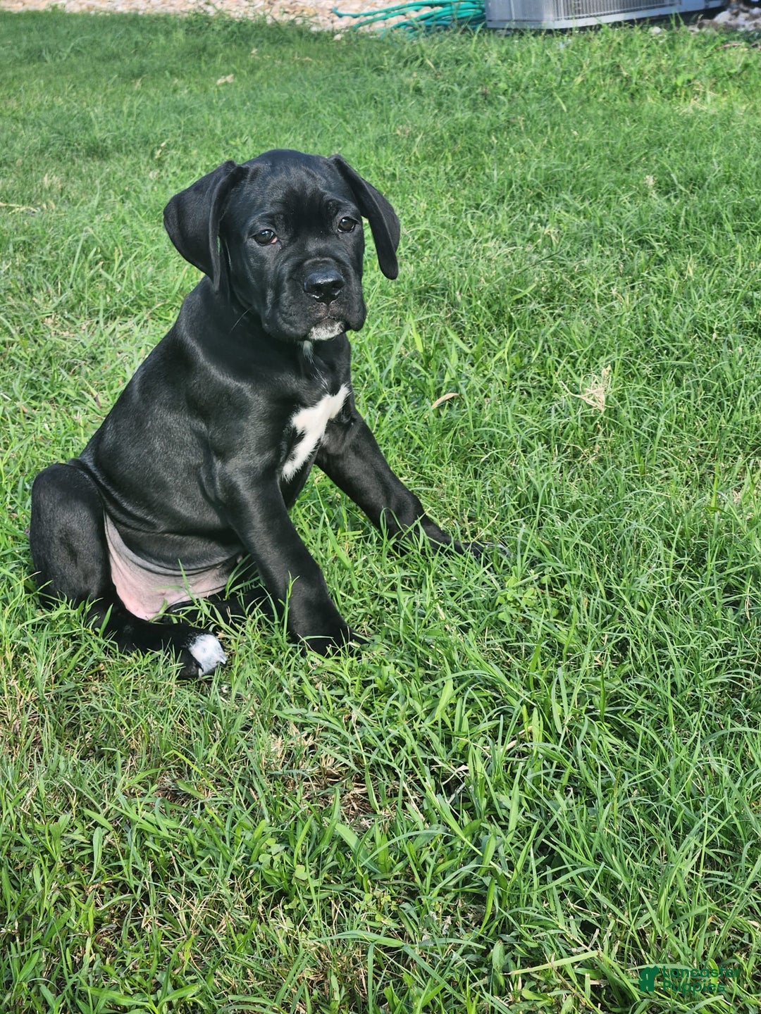 Cane Corso dogs for sale: Socks - Image 4