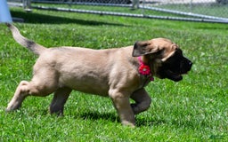 English Mastiff dogs for sale: Vada - Image 10