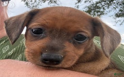 Miniature Pinscher dogs for sale: Cookie - Image 1
