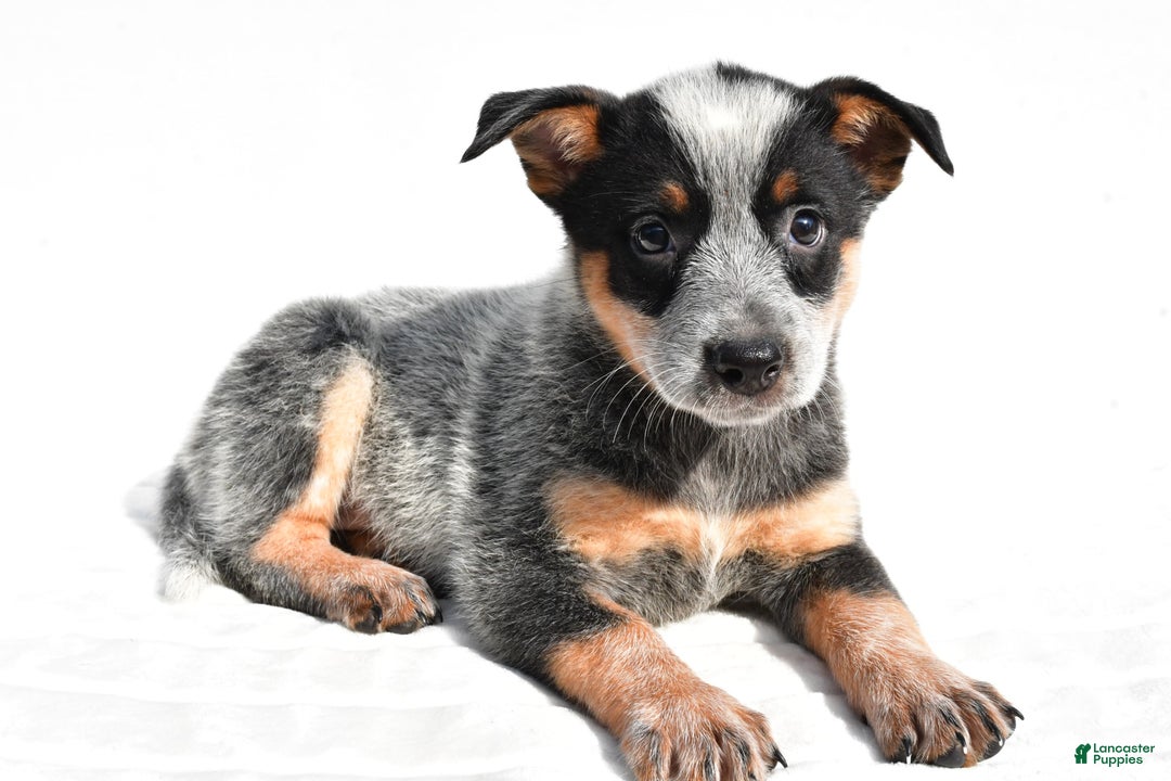 Australian Cattle Dog dogs for sale: Amber - Image 5