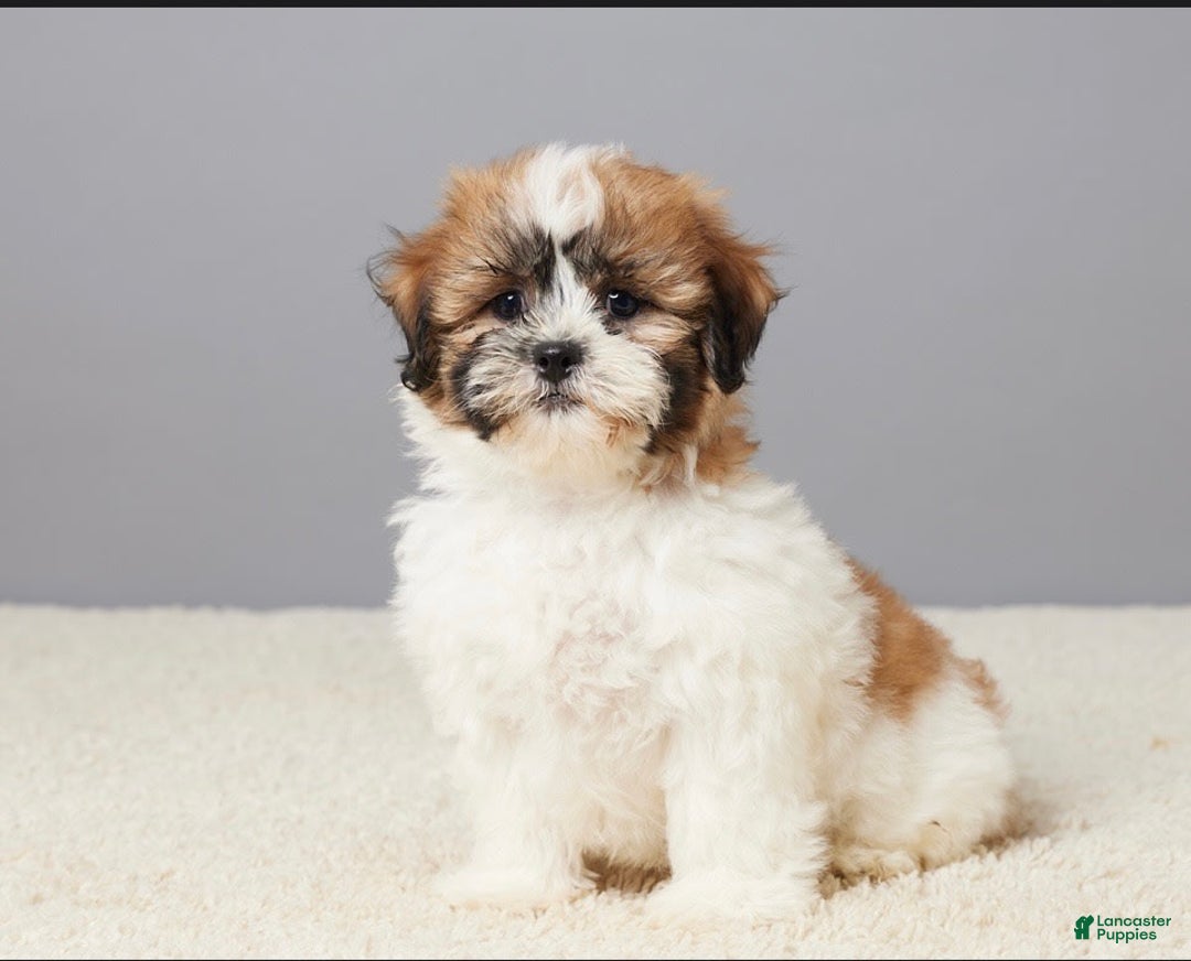 Teddy Bear dogs for sale: Leo - Image 2