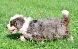 Mini Bernedoodle dogs for sale: Cassidy - Image 6