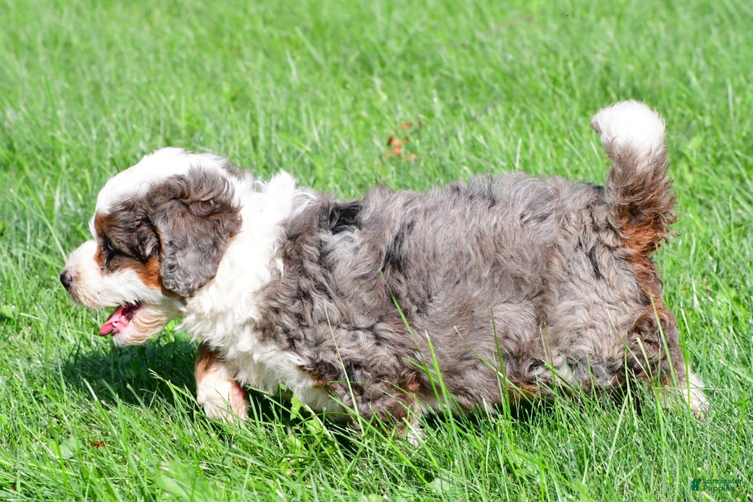 Mini Bernedoodle dogs for sale: Cassidy - Image 6