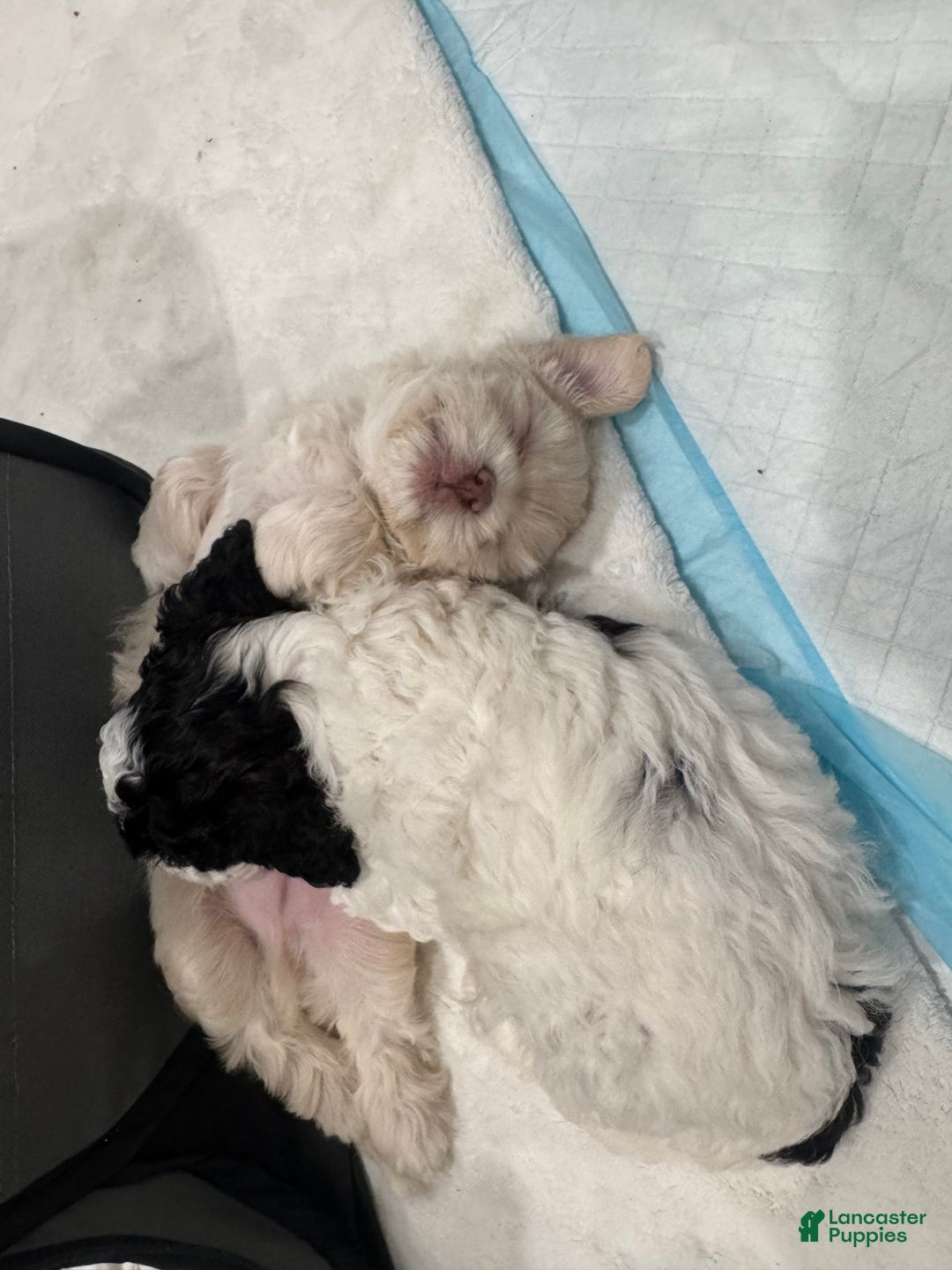 Shihpoo dogs for sale: Rover - Image 1