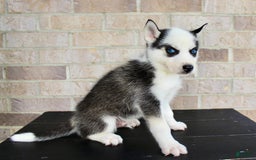 Siberian Husky dogs for sale: Asher - Image 3
