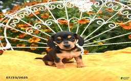 Miniature Dachshund dogs for sale: Willa - Image 3