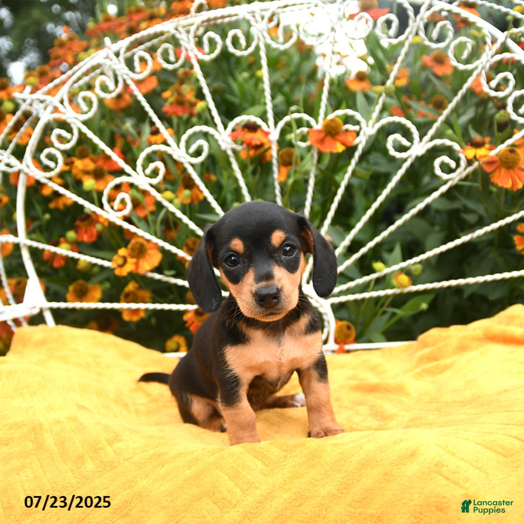 Miniature Dachshund dogs for sale: Willa - Image 3