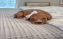 Goldendoodle dogs for sale: Virginia - Image 12