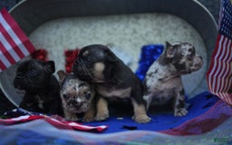 French Bulldog dogs for sale: Butter - Image 1