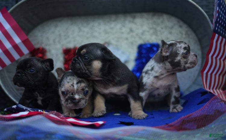 French Bulldog dogs for sale - Ad 2