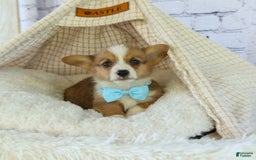 Welsh Corgi Pembroke dogs for sale: Griffin - Image 14