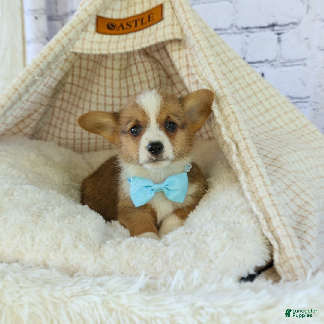 Welsh Corgi Pembroke dogs for sale: Griffin - Image 14